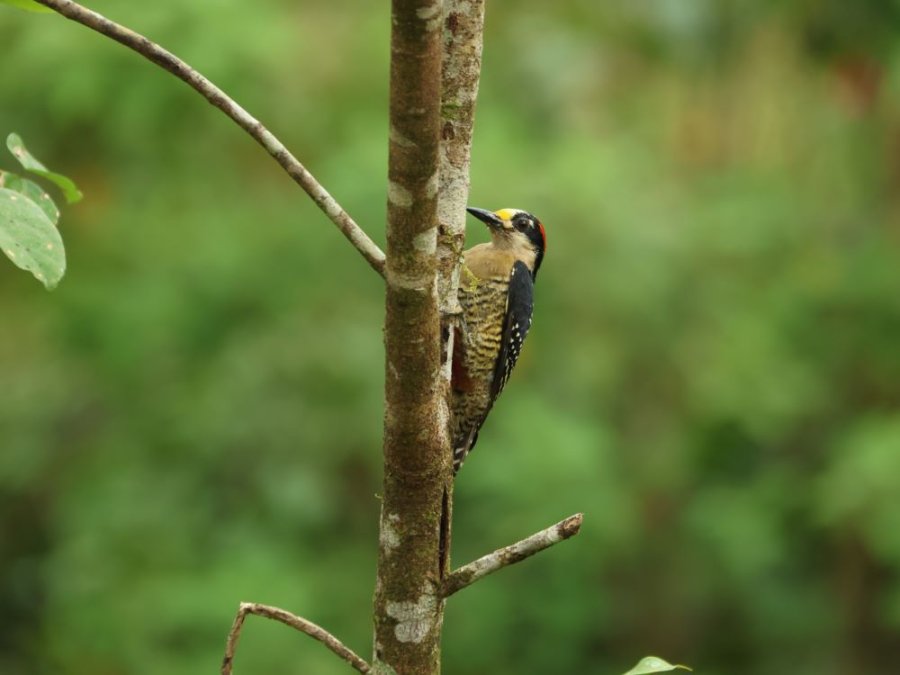 Golden olive woodpecker Golden olive woodpecker