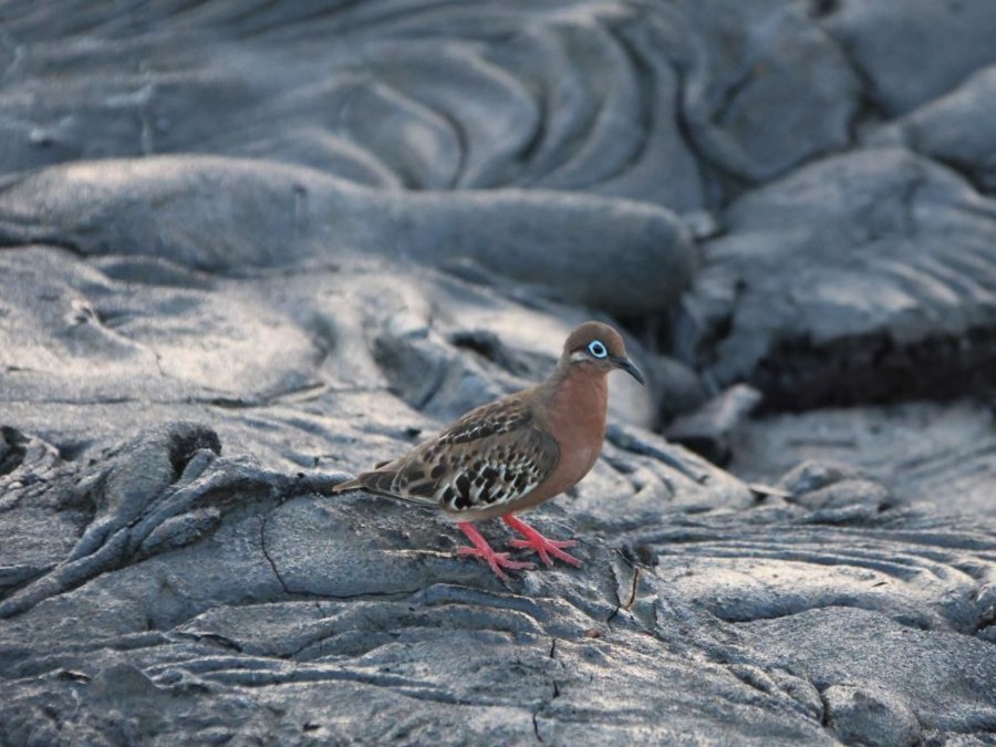 Galapagostreurduif