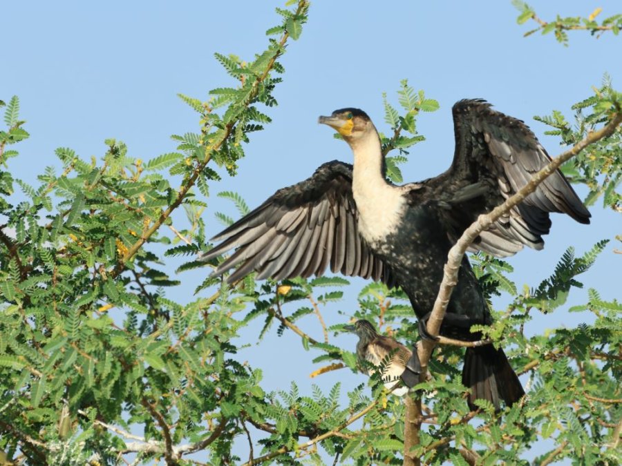 Bird Island Rwanda Bird Island Rwanda