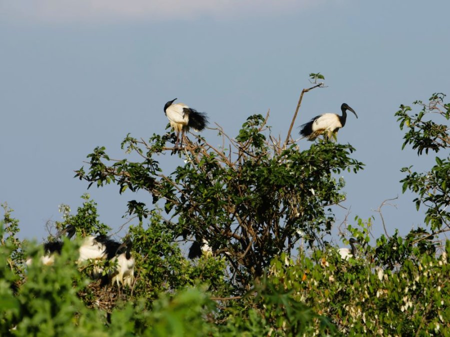 Ibis bird Island