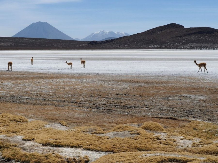 Vicuñas in Peru Vicuñas in Peru
