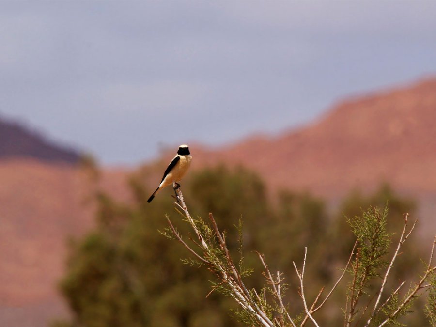 Vogels in Marokko