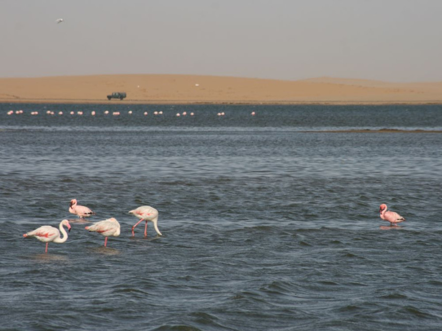 Walvisbaai flamingo's Swakopmund
