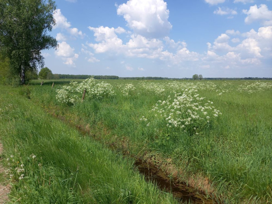 Leefgebied voor de grutto en wulp