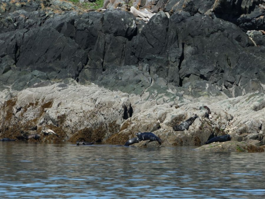 Vancouver Island zeehonden Vancouver Island zeehonden