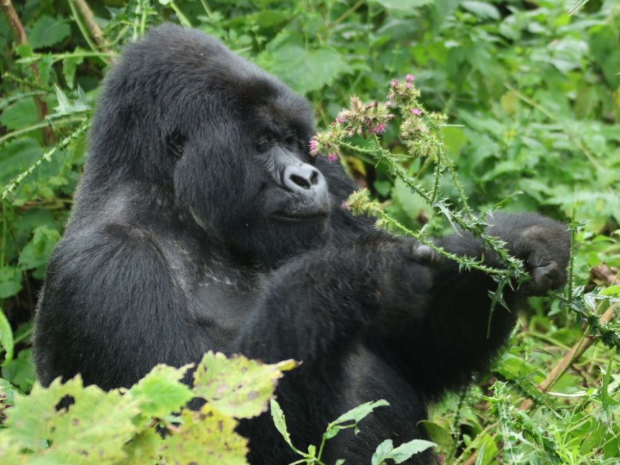 Special silverback Special silverback