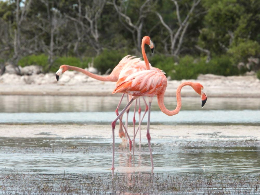 Flamingo's in Mexico