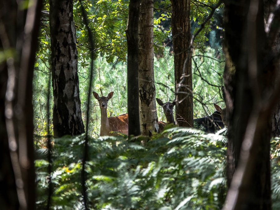 Damherten in het Drongengoedbos Damherten in het Drongengoedbos