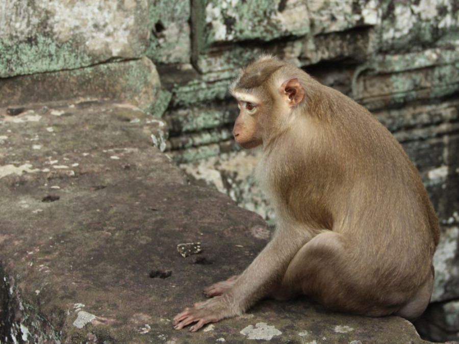 Apen bij de tempels in Cambodja