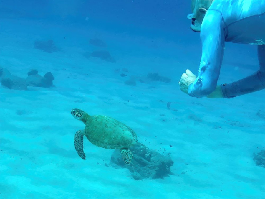 Schildpadden strand Curacao