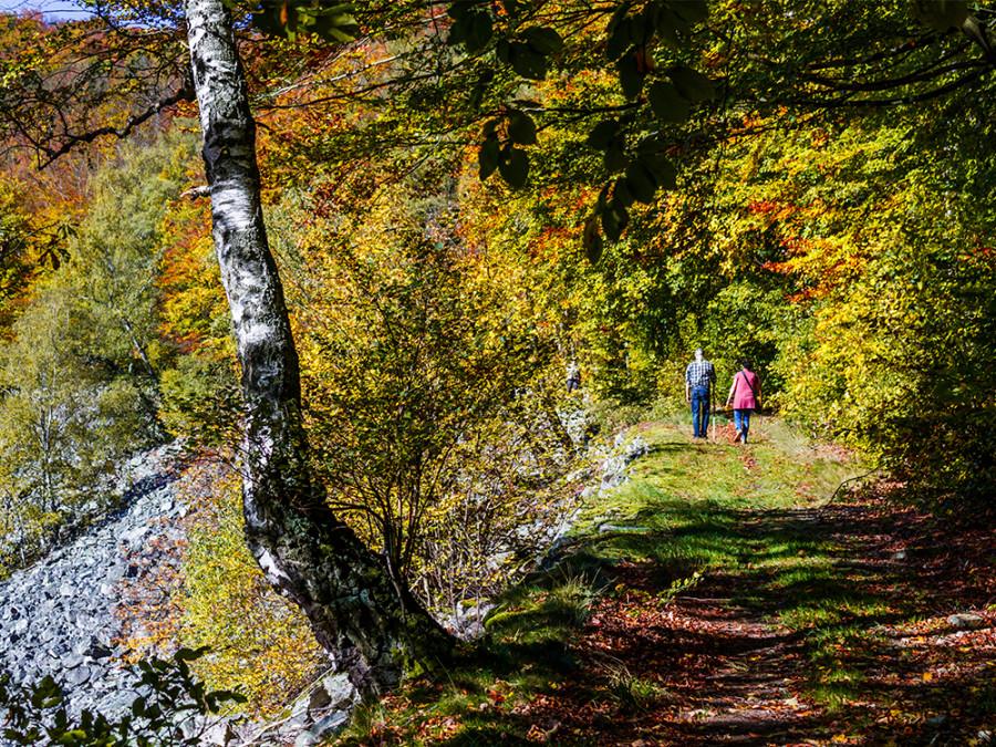Wandelen in Nationaal Park Hunsrück-Hochwald