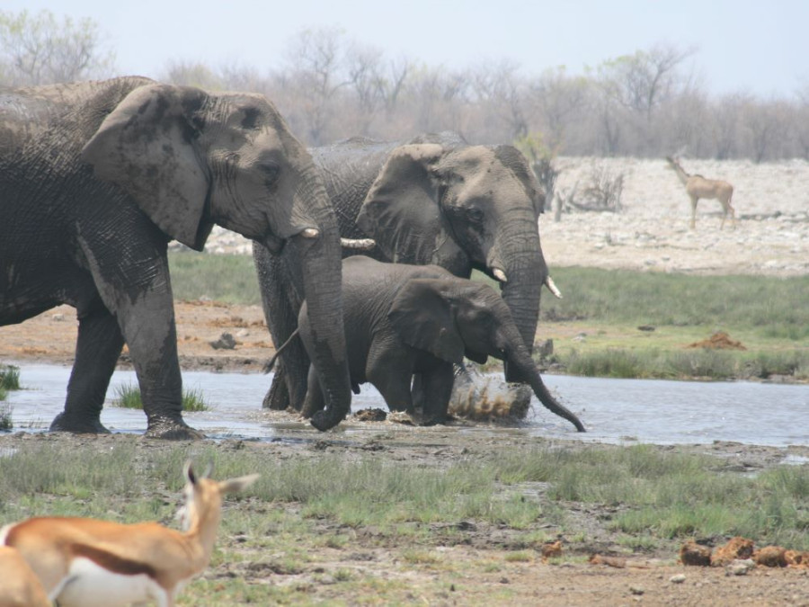 Kudde olifanten in Namibië