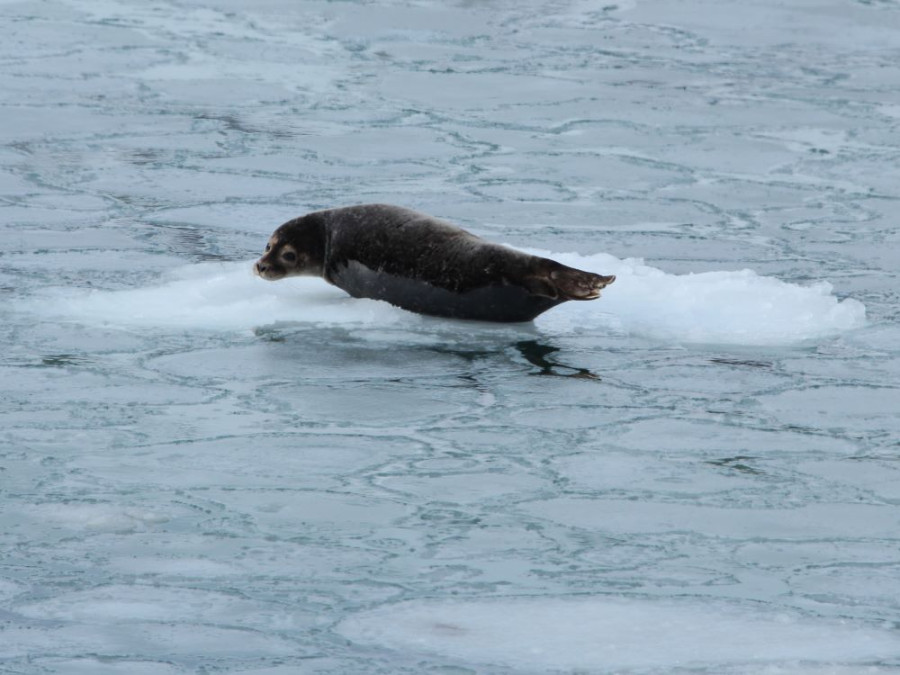 Wilde dieren zien op de Lofoten