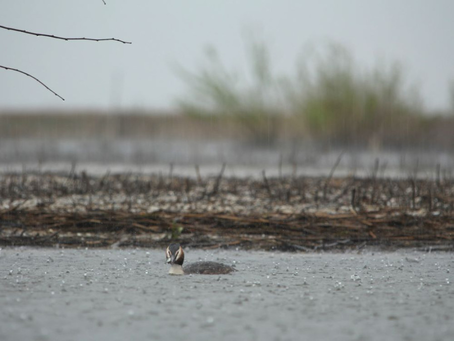 Fuut Marker Wadden