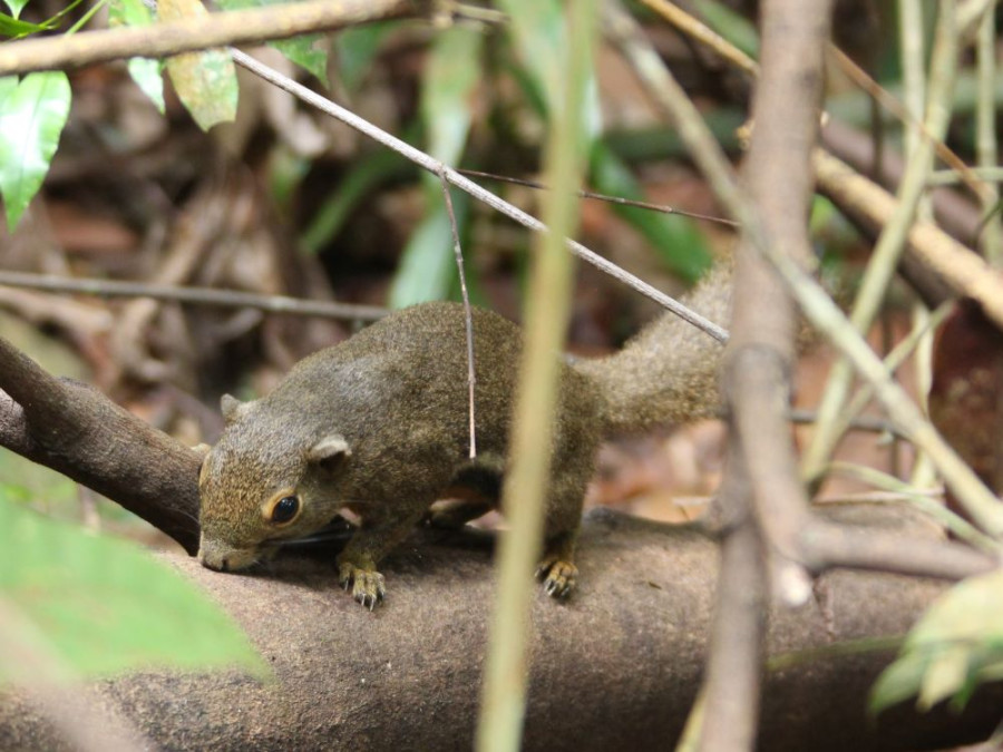 Squirrel Singapore