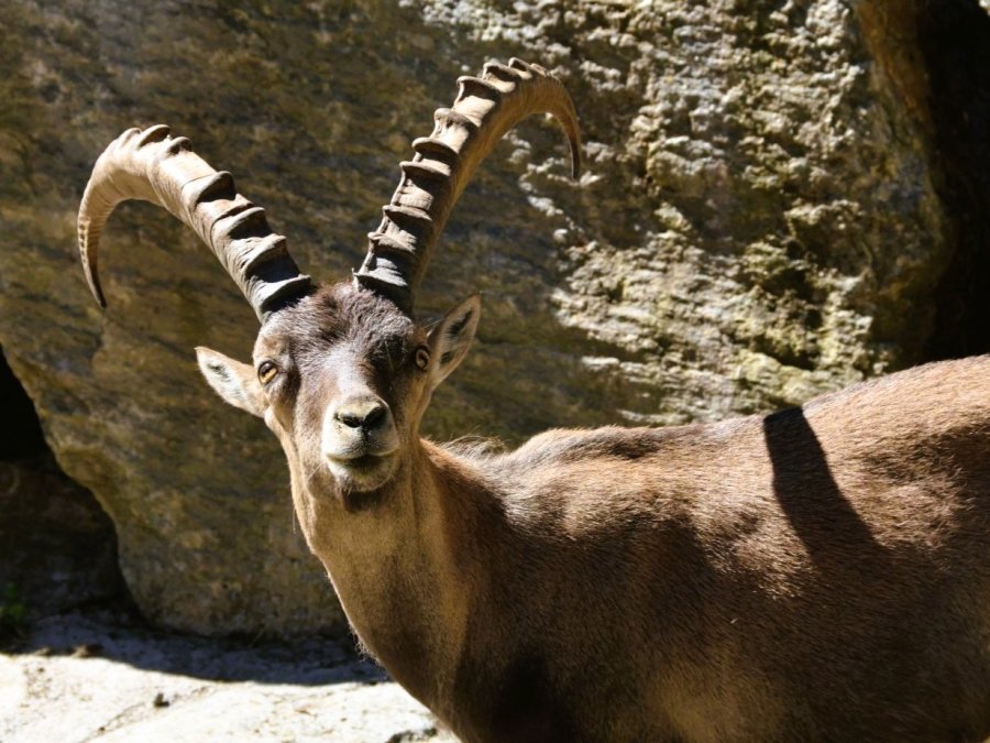 Ibex centrum Pitztal Ibex centrum Pitztal