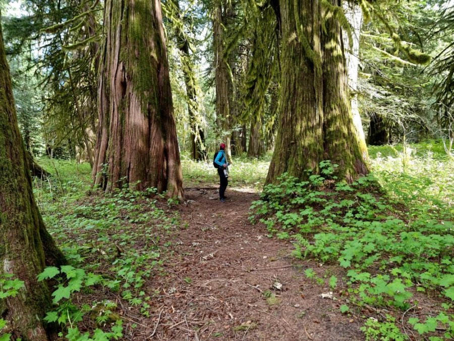 Woud in Bella Coola