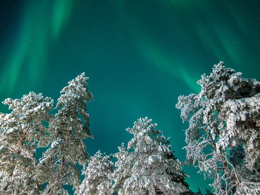 Noorderlicht met bomen