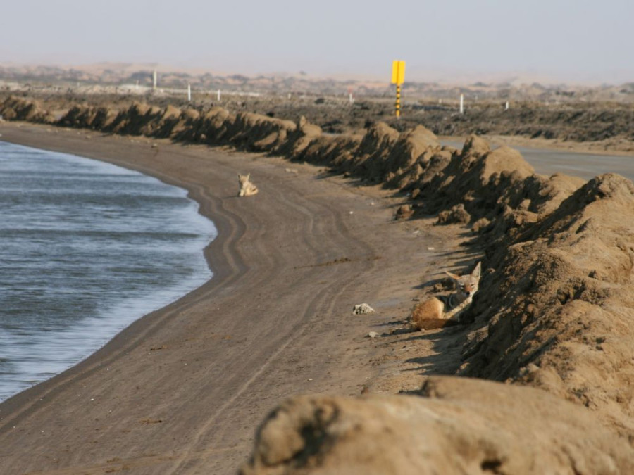 Jakhals Swakopmund