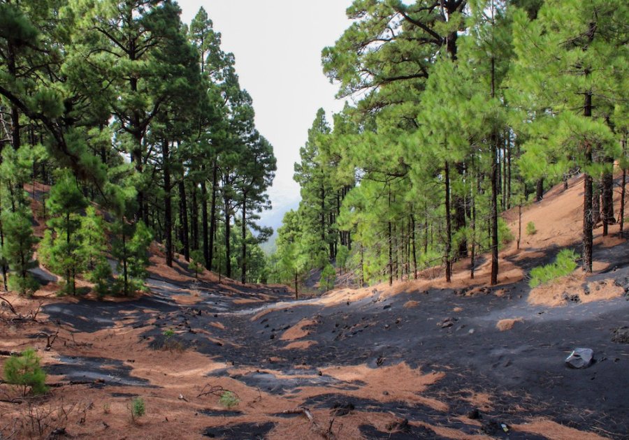 Natuurreis op La Palma Natuurreis op La Palma