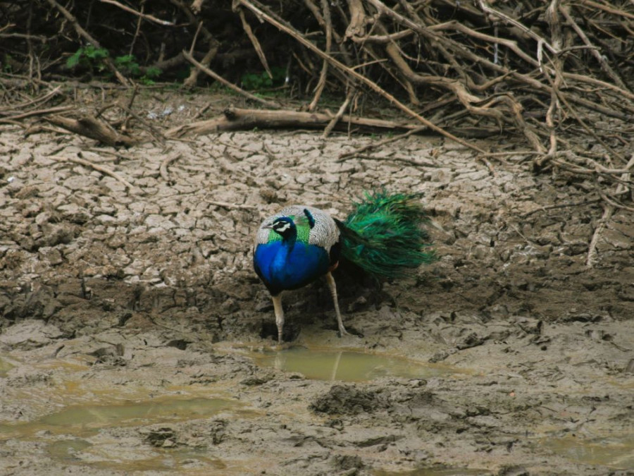 Pauw in Sri Lanka