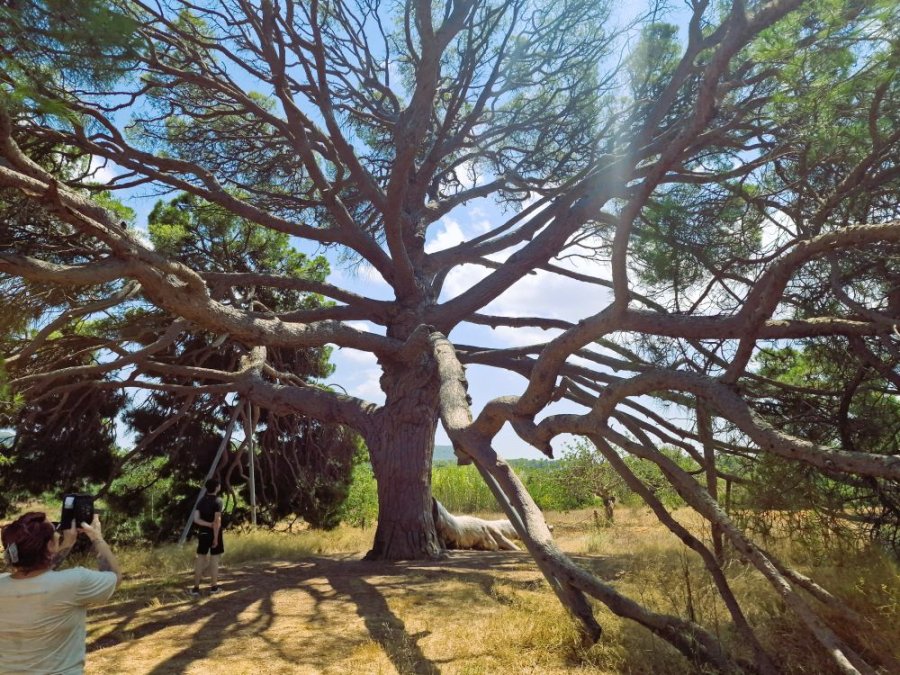 oude boom op Ibiza oude boom op Ibiza