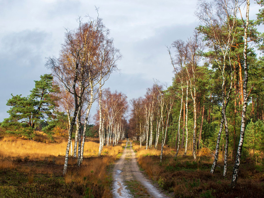 Tongerense Heide