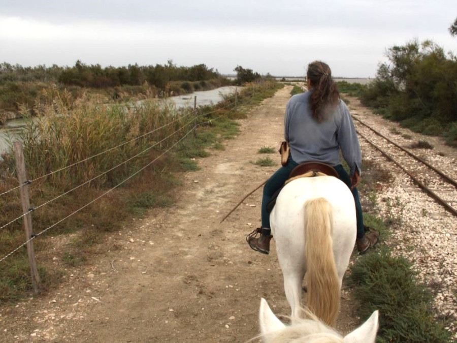 Horse riding Camargue