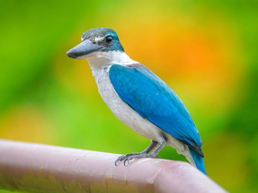 Collared Kingfisher