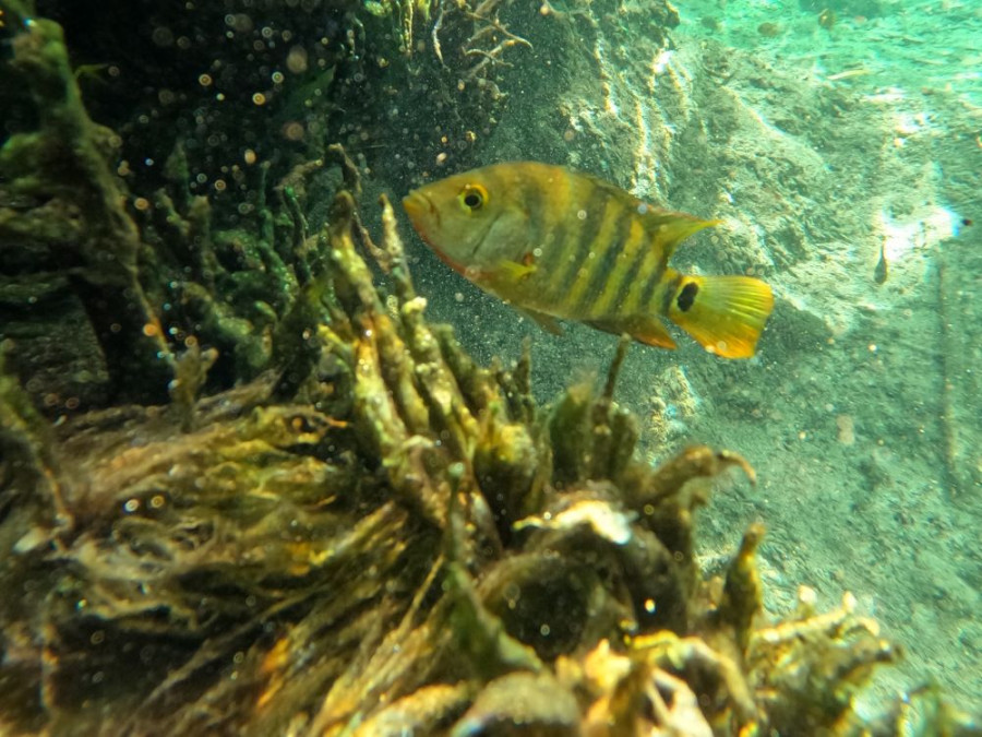 vissen in cenote