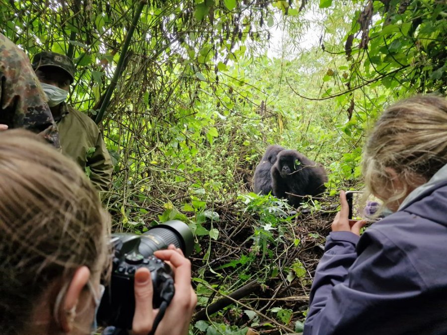 Gorilla tracking Gorilla tracking