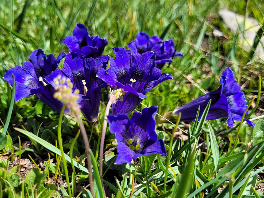 Flora en fauna Serre Chevalier