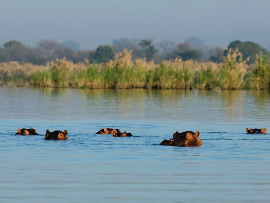 nijlpaarden Malawi