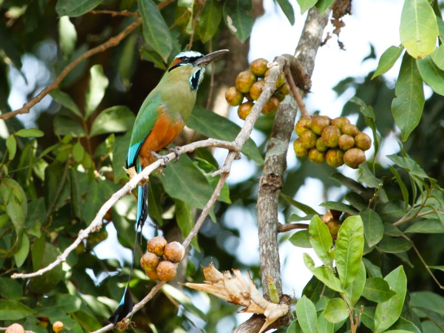 Turquoise browed motmot Turquoise browed motmot