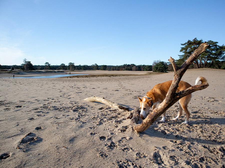 Lange Duinen Soest