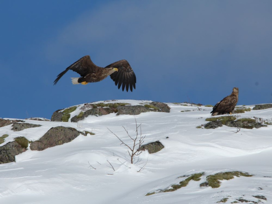 Zeearenden in de winter