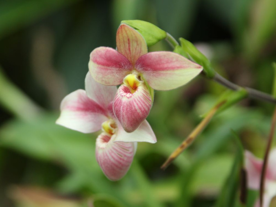 Orchid Garden Orchid Garden
