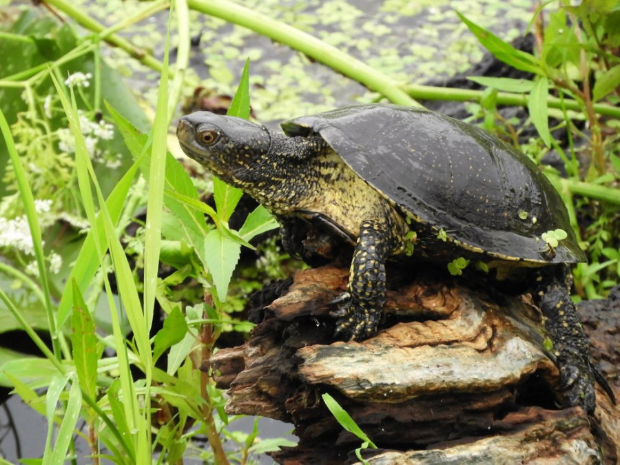 Echte moerasschildpad