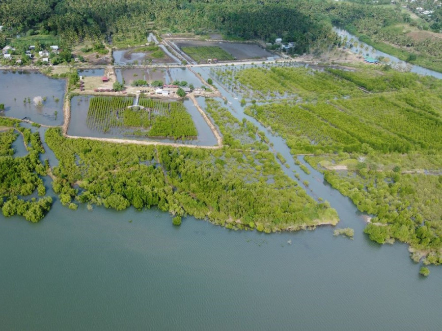 Indonesië mangrove