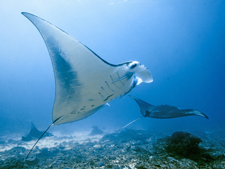 Manta Point Bali