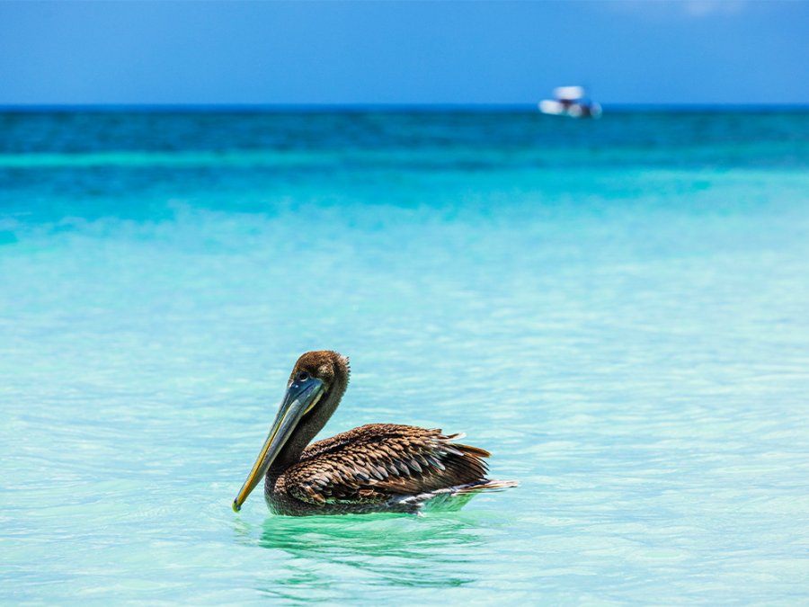 Bewust reizen naar Aruba Bewust reizen naar Aruba