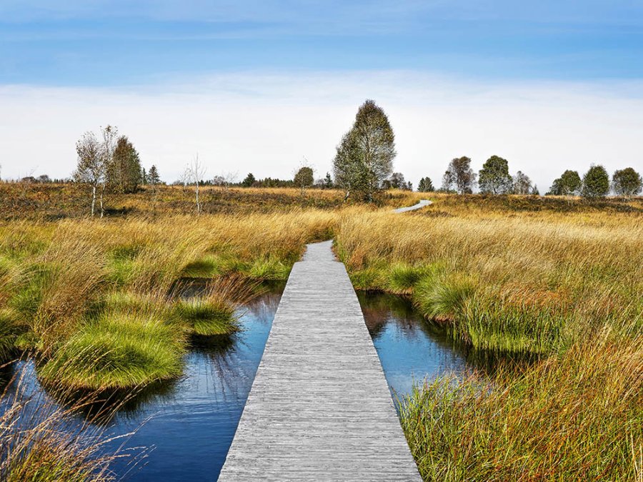 Brackvenn in de Hoge Venen
