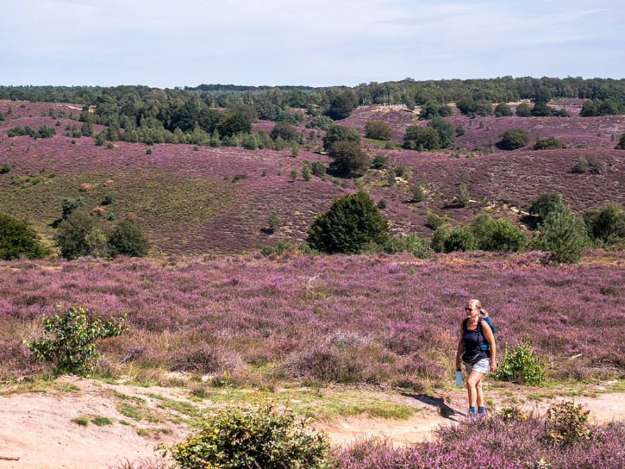 Wandelen Herikhuizerveld