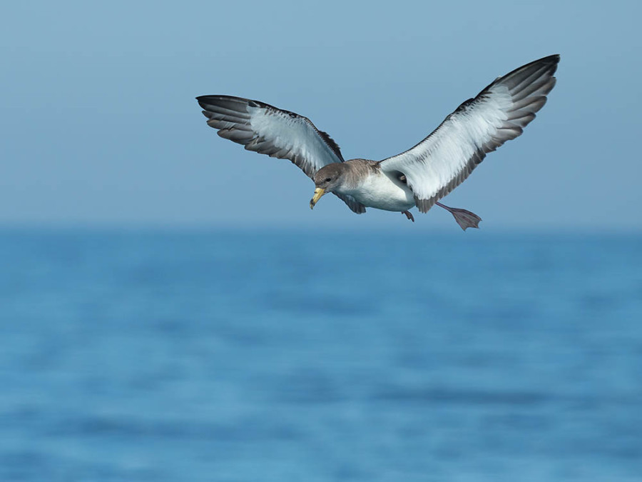 Scopoli's Shearwater