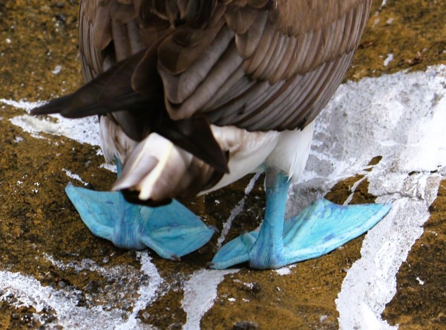 blue footed booby blue footed booby