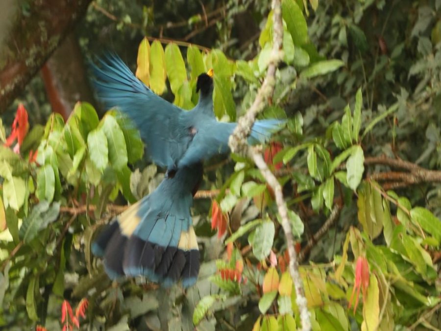 Toerako Rwanda Toerako Rwanda