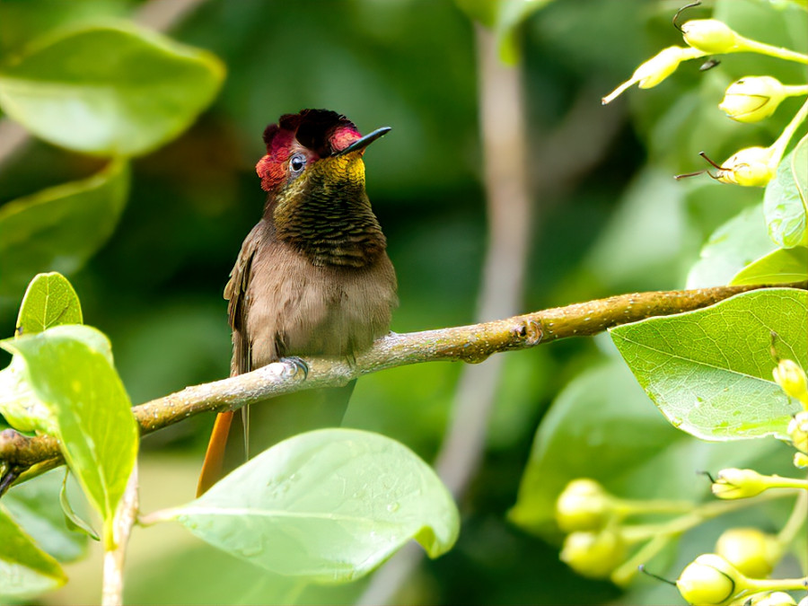 Rode kolibrie