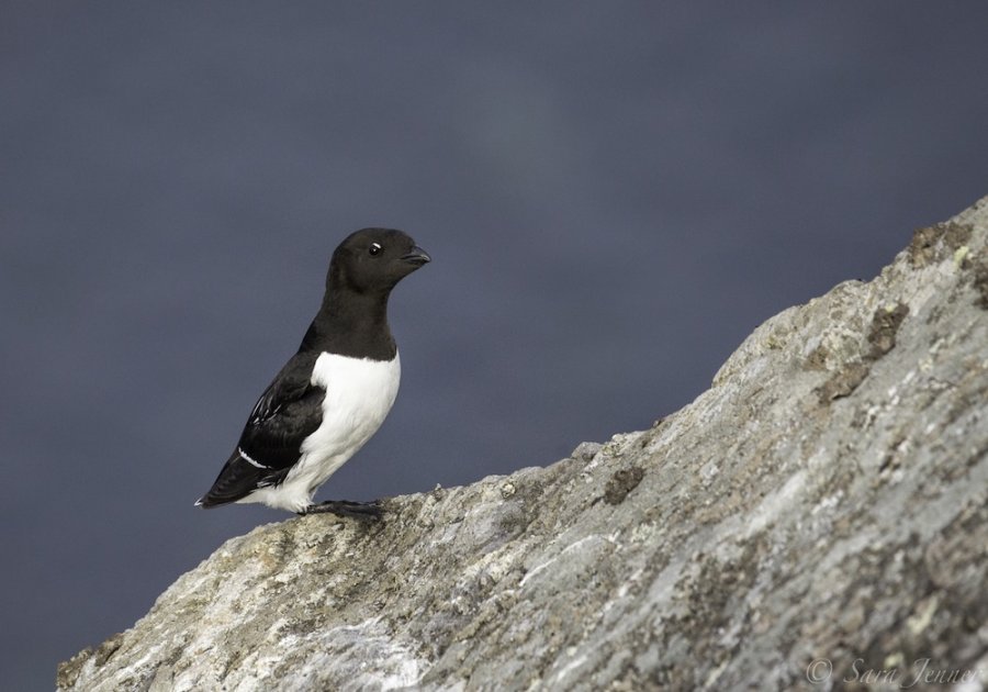 Mooie vogel in Spitsbergen