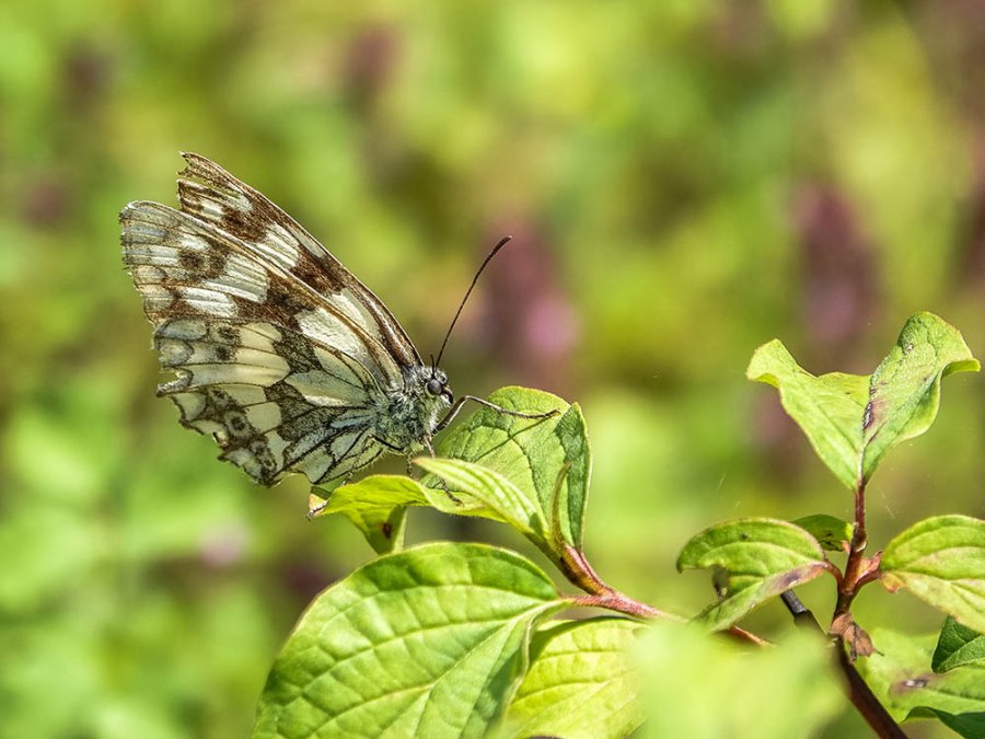 Dambordje vlinder Dambordje vlinder