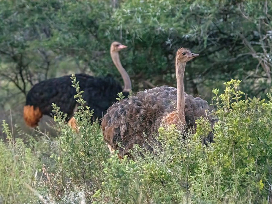 Struisvogel Struisvogel